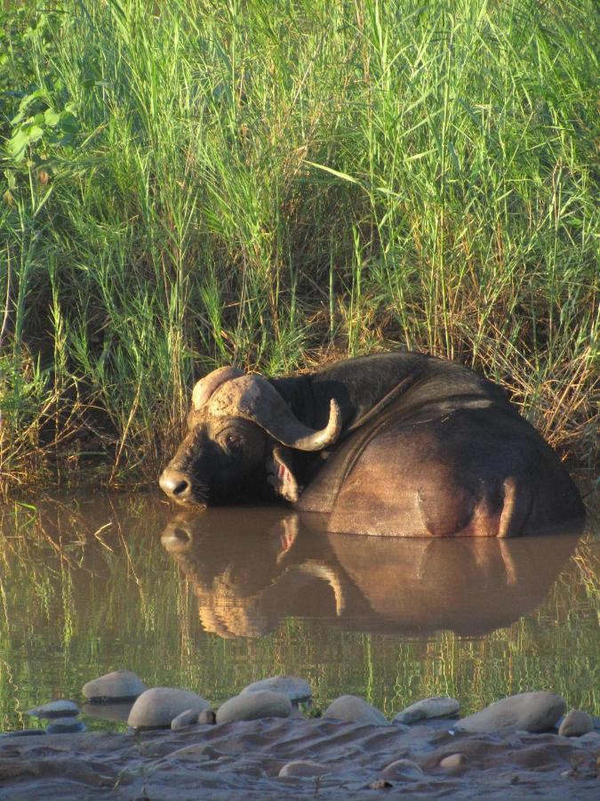 Sausage Tree Safari Camp Balule Game Reserve Bagian luar foto