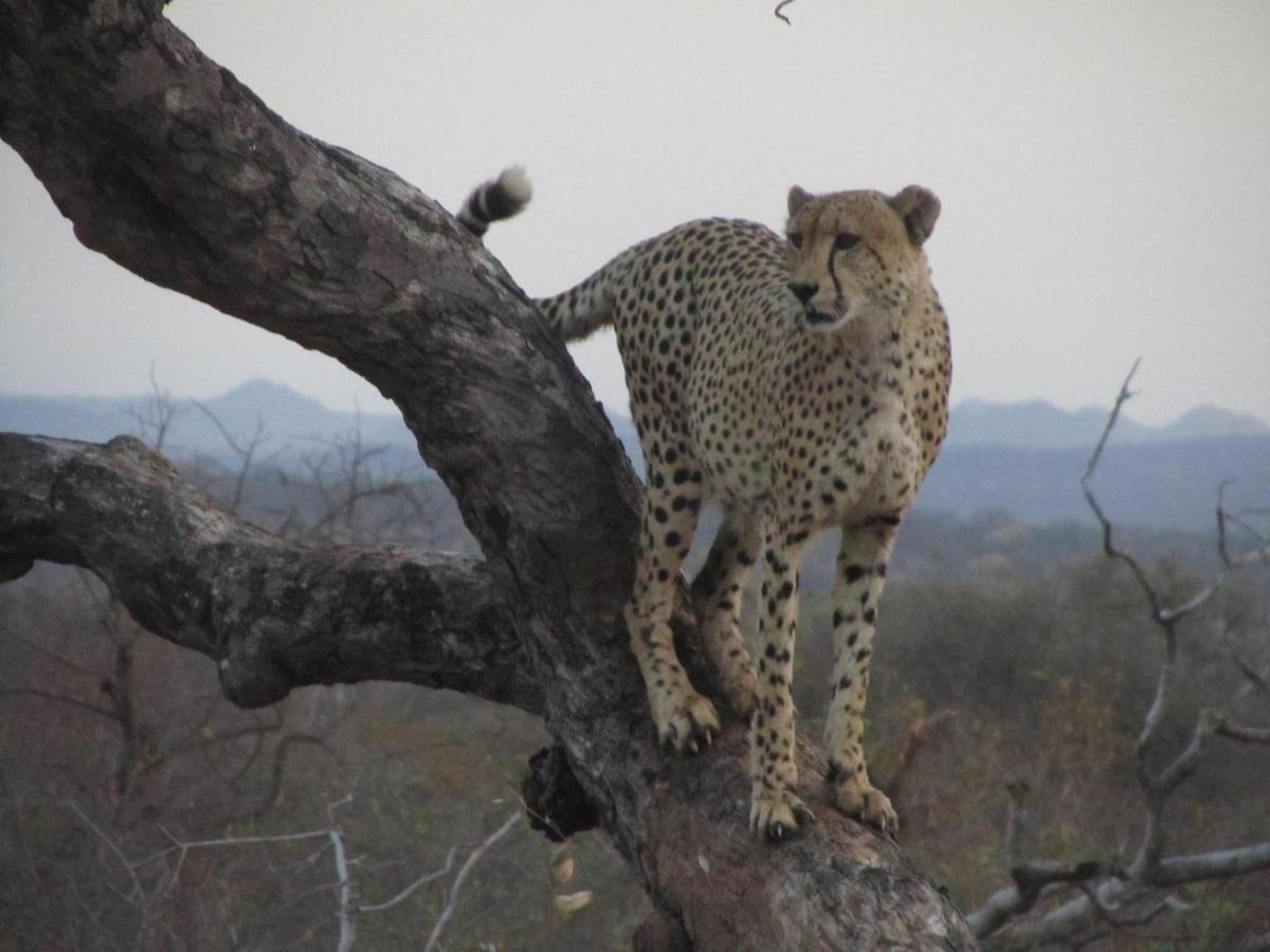 Sausage Tree Safari Camp Balule Game Reserve Bagian luar foto