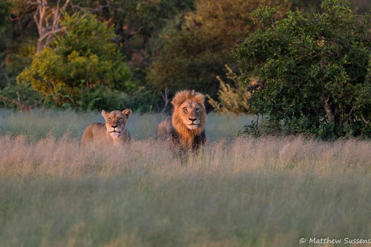 Sausage Tree Safari Camp Balule Game Reserve Bagian luar foto