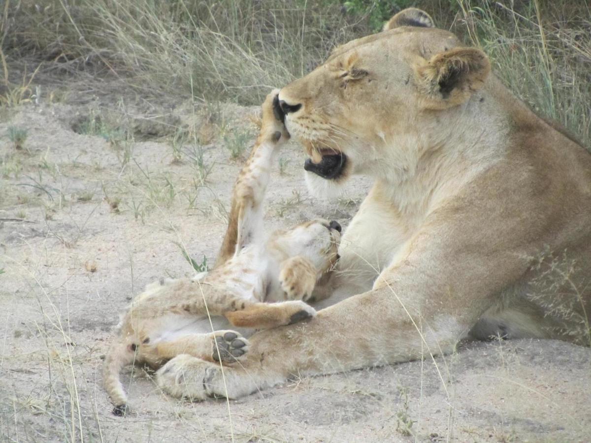 Sausage Tree Safari Camp Balule Game Reserve Bagian luar foto