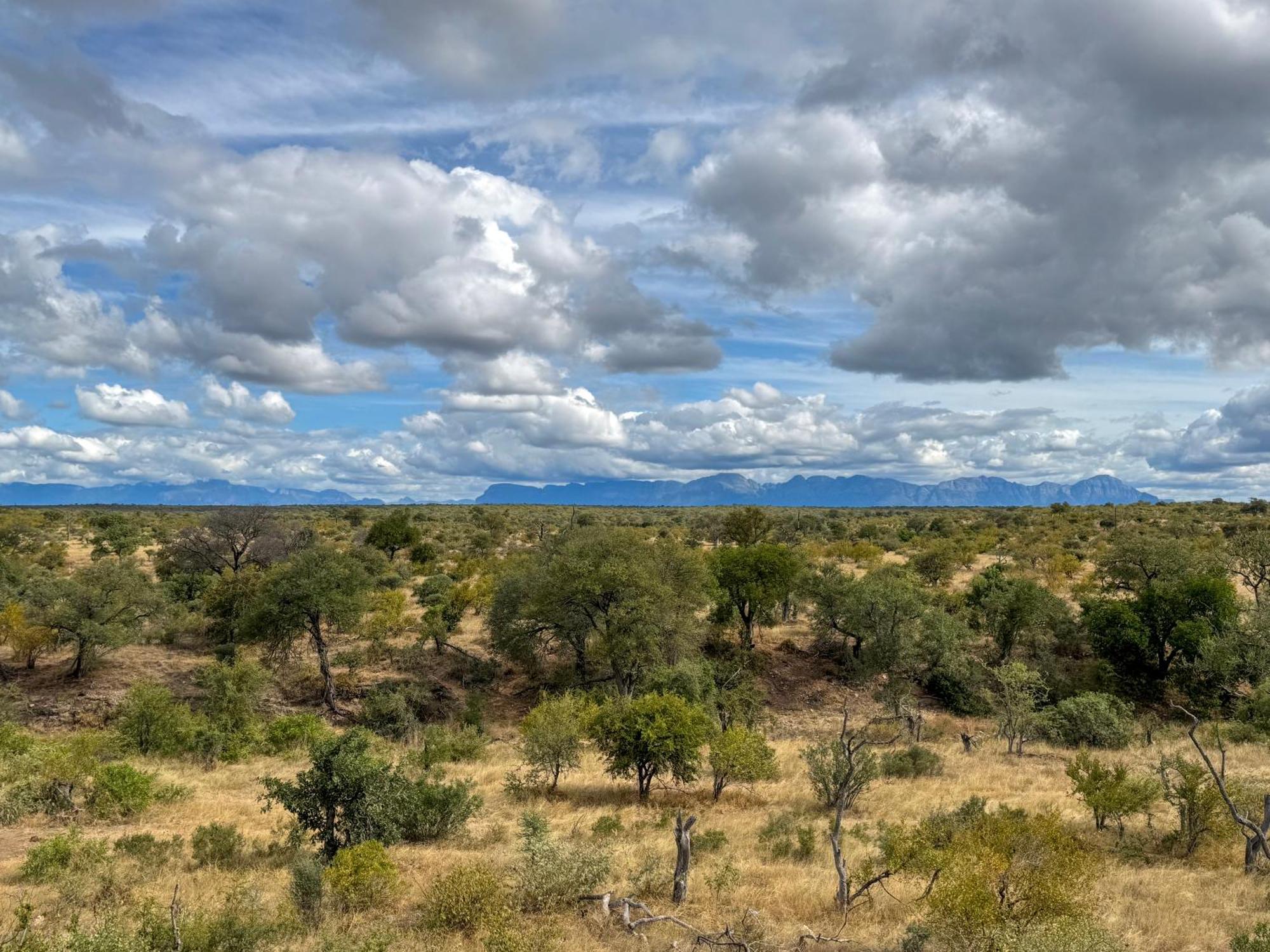 Sausage Tree Safari Camp Balule Game Reserve Bagian luar foto