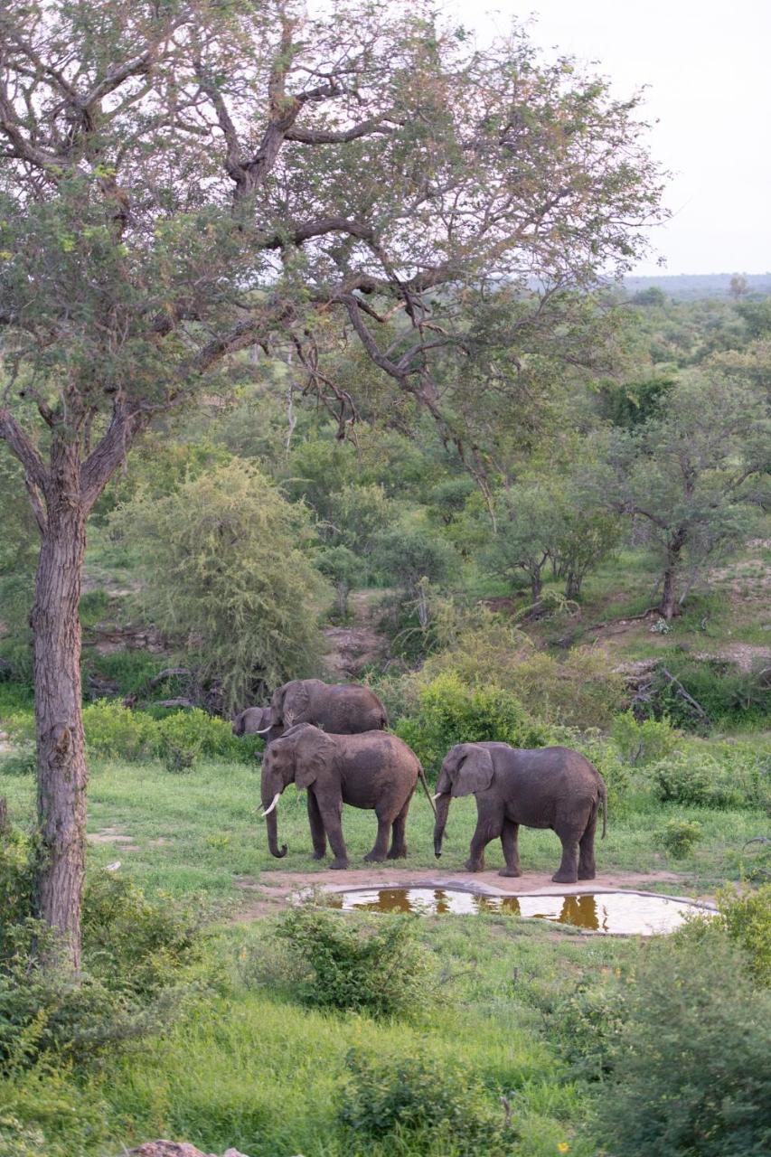Sausage Tree Safari Camp Balule Game Reserve Bagian luar foto